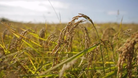 Rice cultivation and processing, ears of rice (detail) Video stock 110810652