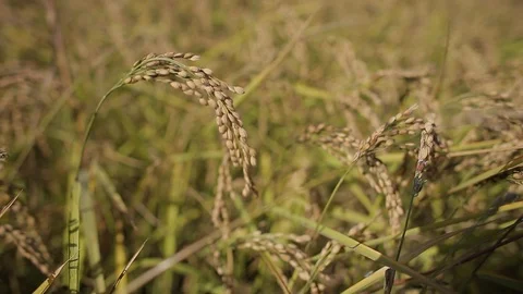 Rice cultivation and processing, ears of rice 動画素材 110810674