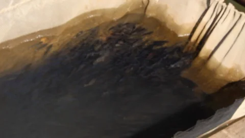 Rice cultivation and processing, fish in a net (irrigation canal) Video stock 110809900