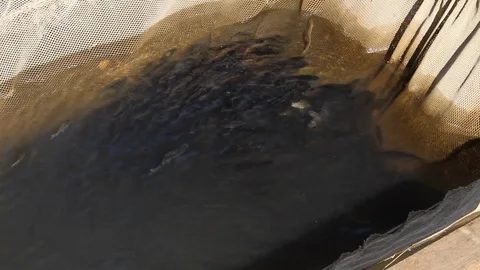 Rice cultivation and processing, fish in a net Video stock 110809942