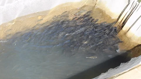 Rice cultivation and processing, fish next rice field Video stock 110810062