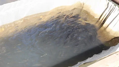 Rice cultivation and processing, fish Stock Footage 110810091