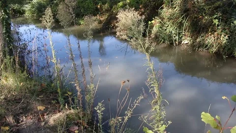 Rice cultivation and processing, irrigation canal Video stock 110809736