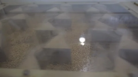 Rice cultivation and processing, rice in sieves Video stock 110810151