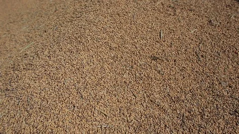 Rice cultivation and processing, rice after harvest Video stock 110810214