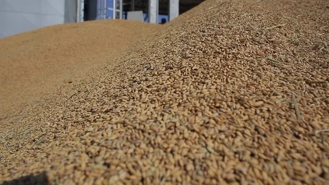 Rice cultivation and processing, rice after harvest 動画素材 110810301