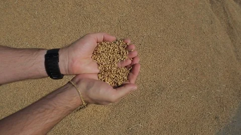 Rice cultivation and processing, rice in hand afther harvest Stock Footage 110810359