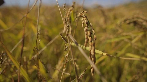 Rice cultivation and processing, rice in field (detail) Video stock 110810472