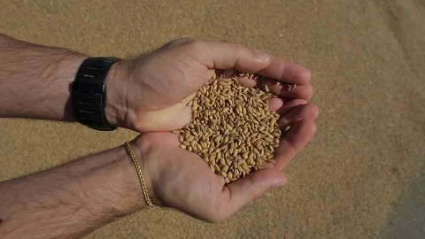 Rice cultivation and processing, rice in hands Video stock 110810497