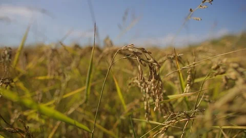 Rice cultivation and processing, rice field detail Video stock 110810501