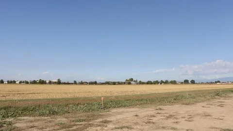 Rice cultivation and processing, rice field afther harvest Video stock 110810508