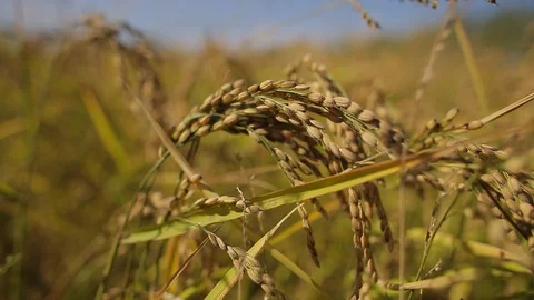 Rice cultivation and processing, rice detail in field Video stock 110810550