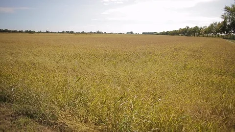Rice cultivation and processing, rice field Stock Footage 110810649