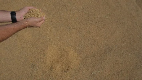 Rice cultivation and processing, rice in hand after harvest Video stock 110810716