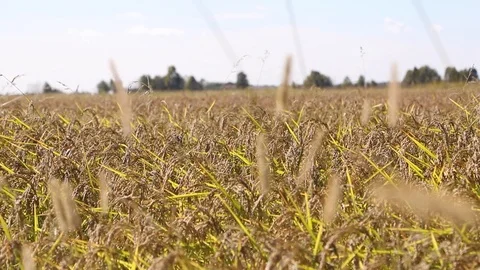 Rice cultivation and processing, rice field Video stock 110810739