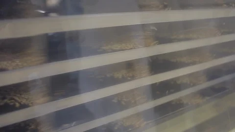 Rice cultivation and processing, sieves Video stock 110810298