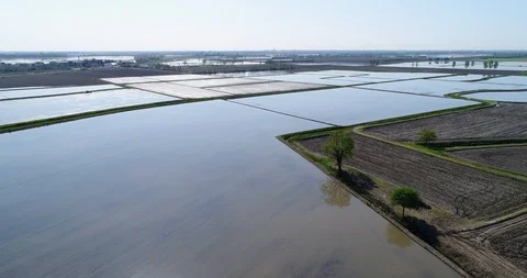 Rice cultivation Stock Footage 89195457