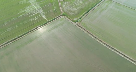 Rice cultivation Stock Footage 110785337