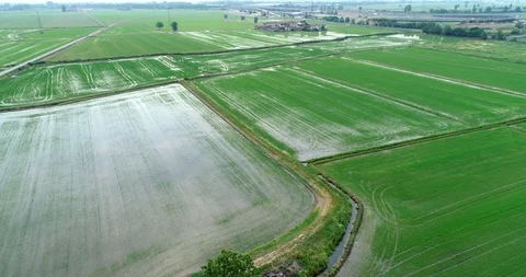 Rice cultivation Video stock 110785365