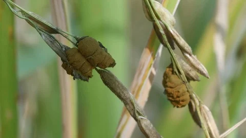 Rice disease in the grain Stock Footage 82311105
