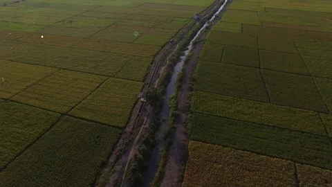 Rice drones in the fields Stock Footage 128221133