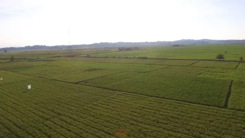 Rice drones in the fields Stock Footage 128221220