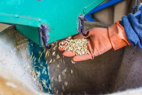 Rice drop on hand Stock Photos