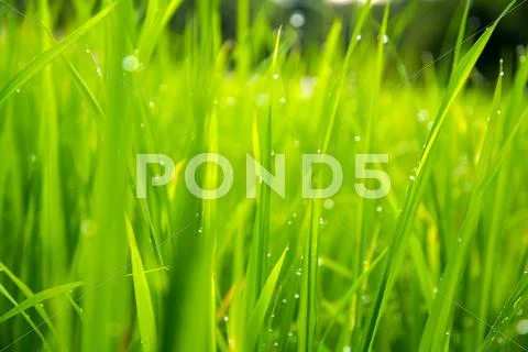 Rice with drops of dew Stock Photos