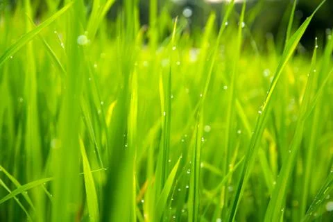 Rice with drops of dew Stockfoto's