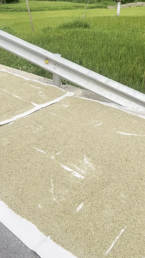 Rice Drying on Tarps Along Roadside in Dien Bien Phu, Vietnam Video stock 310751136