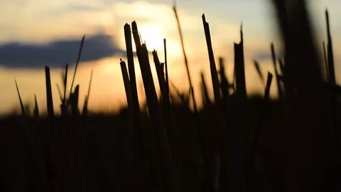 Rice during the winter falls in winter. Stockbeeldmateriaal 84044768
