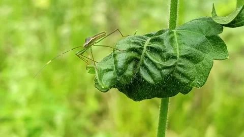Rice Ear Bug Leptocorisa Oratorius Perched on Green Leaf Видео 332643397