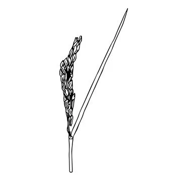 Rice ear in doodle style. Vector illustration isolated on white background. Stock Illustration