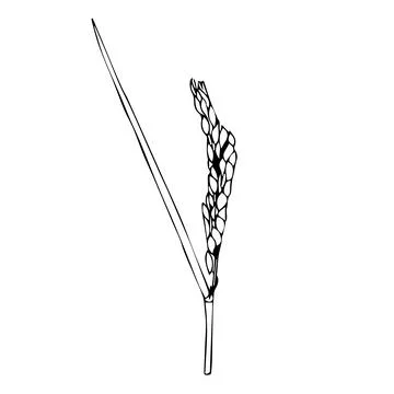 Rice ear in doodle style. Vector illustration isolated on white background. Stock Illustration