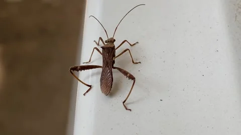 Rice Earhead Bug in closeup Stock Footage 295437113