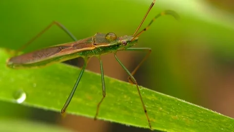 Rice earhead bug Stock Footage 242230584