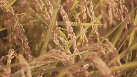 Rice ears that are about to be harvested Pan right to left Stock Footage 152423711