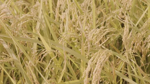 Rice ears that are about to be harvested Pan left to right Stock Footage 152423725