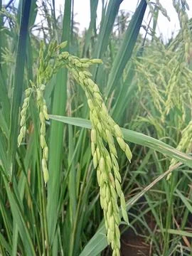 Rice ears in the field. Foto stock