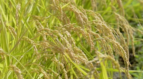 Rice ears Stock Footage 58954898