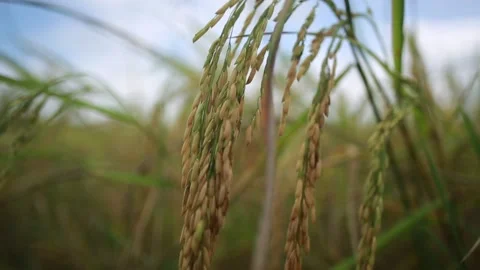 Rice Ears Video stock 149229386