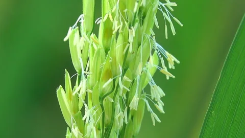 Rice ears 스톡 동영상 290476738