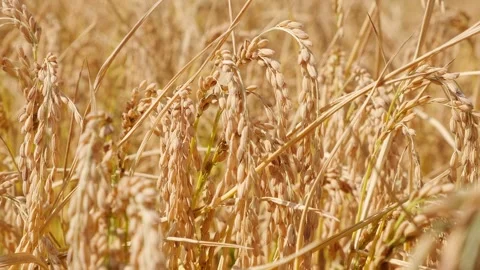 Rice ears grain - close-up of crops ripening in autumn Stock Footage 259544203