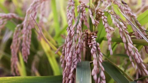 Rice ears sway with the wind and crops harvest well Stock Footage 163649879
