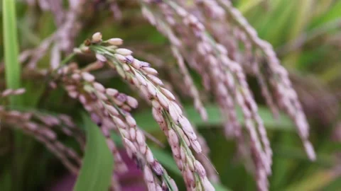 Rice ears sway with the wind Stock Footage 163649606
