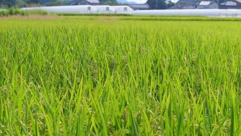 Rice ears swaying in the wind and the setting sun, rice fields in autumn Video stock 278522181