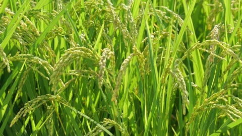 Rice ears swaying in the wind and the setting sun, rice fields in autumn Video stock 278522210