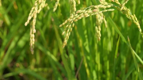 Rice ears swaying in the wind and the setting sun, rice fields in autumn Video stock 278522723