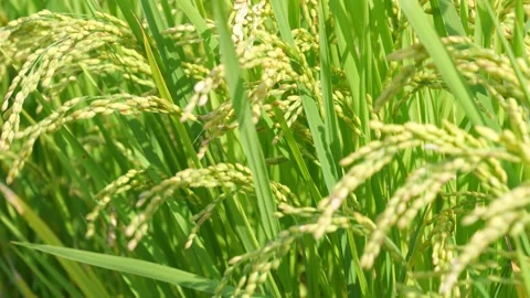 Rice ears swaying in the wind and the setting sun, rice fields in autumn Video stock 278522959