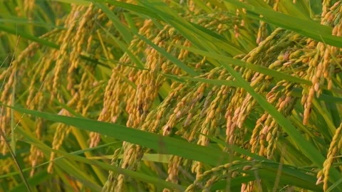 Rice ears swaying in the wind and the setting sun, rice fields in autumn Stock Footage 278554609